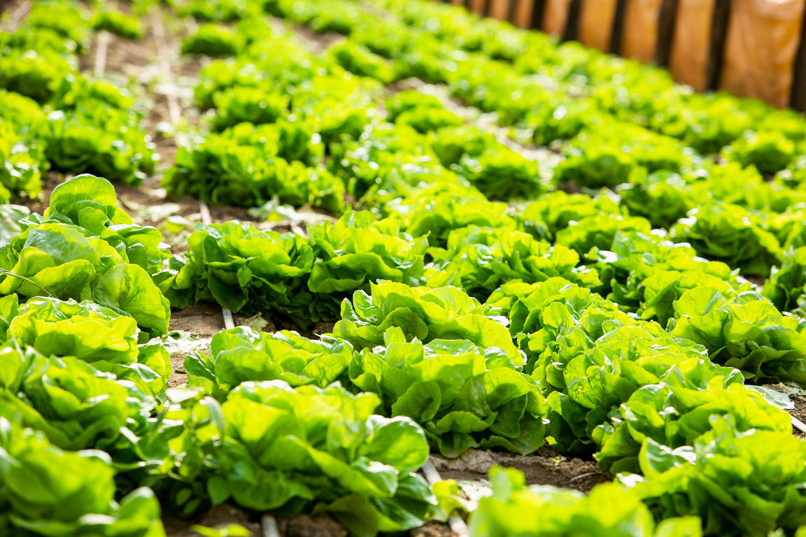 Green Leafy Plants on the Garden